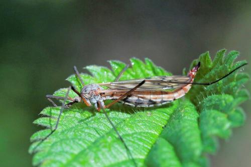Réf. 230 692 : Tipula sp.